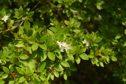 ７月に開花する花木