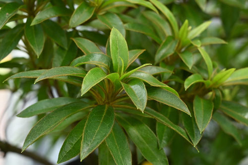 けらまつつじ,植物,ケラマツツジ