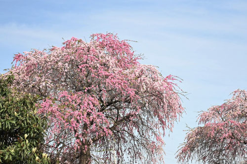 ハナモモ,花桃の木,はなもも