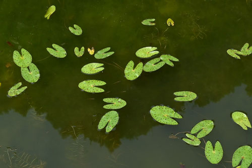 おにばす,植物,オニバス