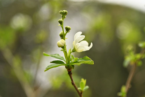 りきゅうばい,植物,リキュウバイ,利休梅