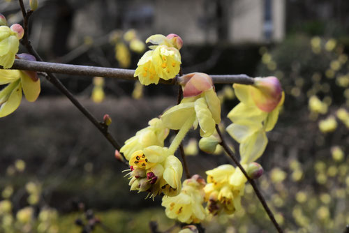 とさみずき,花,トサミズキ