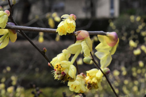 トサミズキ,とさみずき,土佐水木,花