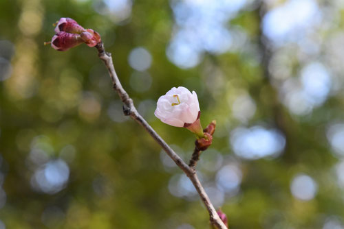 豆桜,まめざくら,種類,マメザクラ