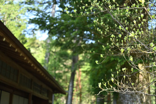 クロモジ,黒文字,樹木,特徴,くろもじ