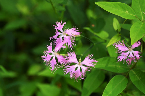 ナデシコ,植物