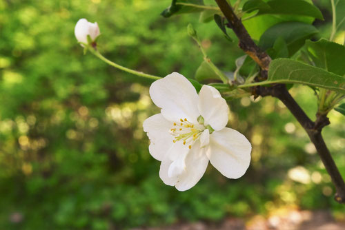ひめりんご,姫林檎の花,画像,ヒメリンゴ