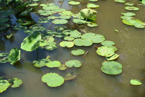 蓮の葉,ハス,植物
