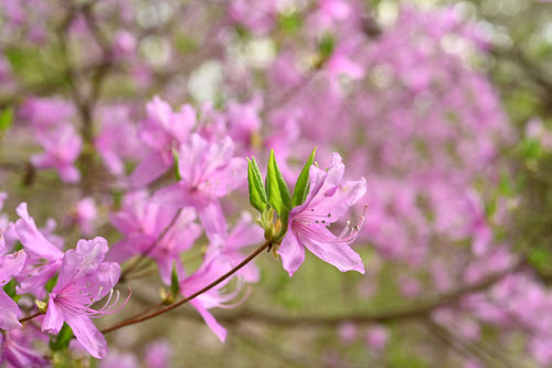 コバノミツバツツジ 大株 【品番3440】 25年12月上中旬予約]ツツジ：コバ