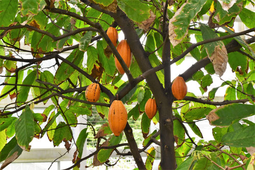 カカオの木,かかおの木の実