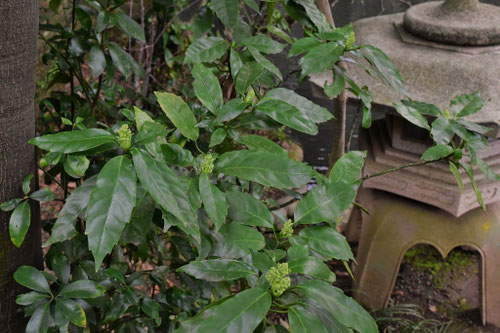 日陰でも育つ植物