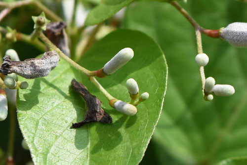 Skunkvine,fruits