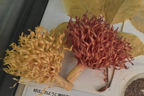 こしあぶら,木,コシアブラの木