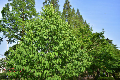 ハンカチの木,Dove tree,leaves,picture