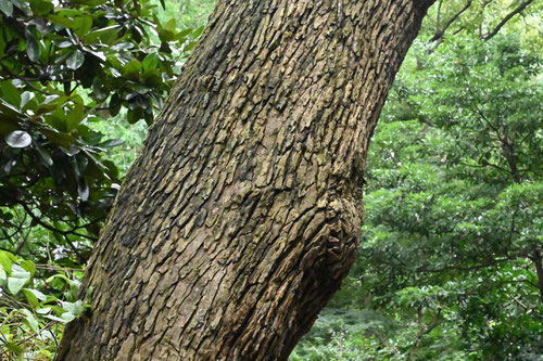 Chinese tallow tree