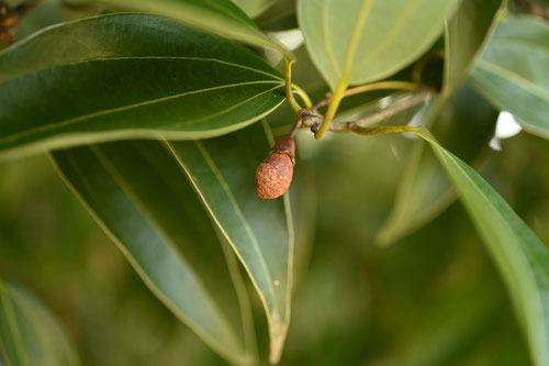 Japanese cinnamon tree,fruits