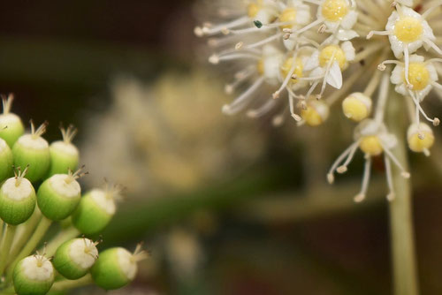 Japanese Aralia,flower