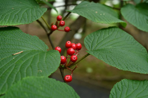 赤い実がなる木,図鑑,秋,冬,名前