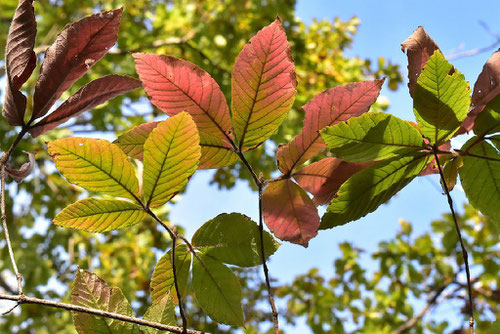 メグスリノキ,紅葉,めぐすりのき