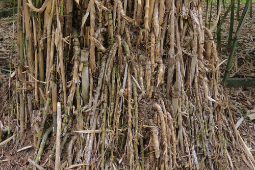 okinawa bamboo