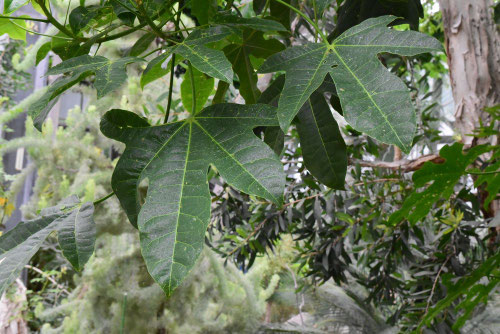 アオギリ,青桐の種類,あおぎり