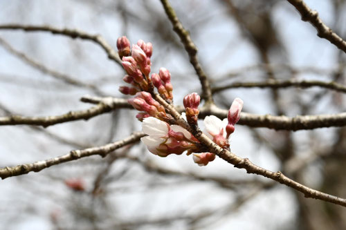 エドヒガンザクラ,えどひがん,江戸彼岸の桜の木