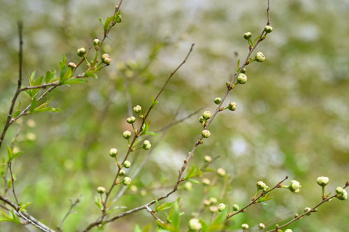 庭桜の木,ニワザクラ,にわざくら