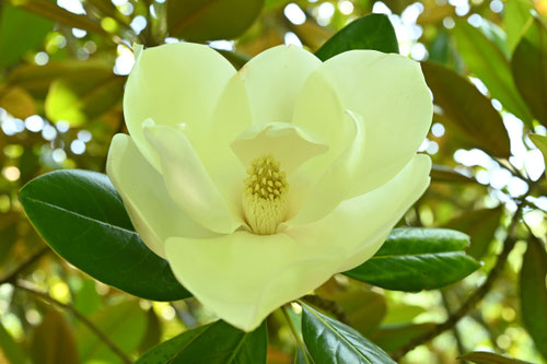 たいさんぼくの木,開花,タイサンボク