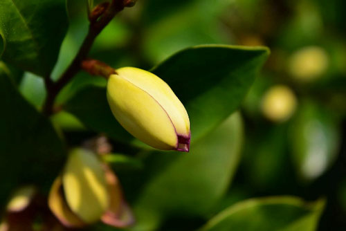 カラタネオガタマの木の花,バナナの木,からたねおがたま