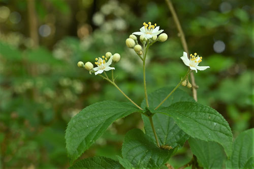 marubautugi、flower