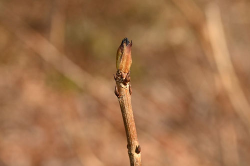 新芽の様子,やまあじさい,山紫陽花