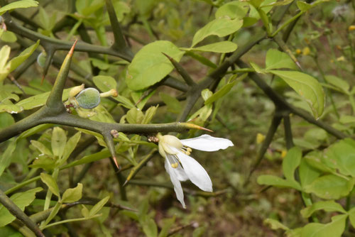 香りのある木,fragrant flower tree