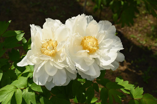 牡丹の花,ぼたん