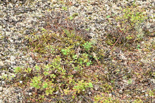 くろまめのき,高山植物