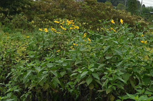 開花期,きくいも,キクイモ