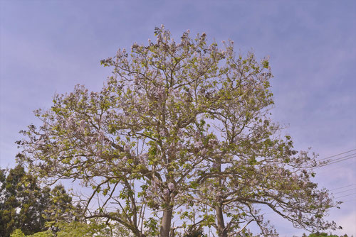 桐の花,きり,開花時期