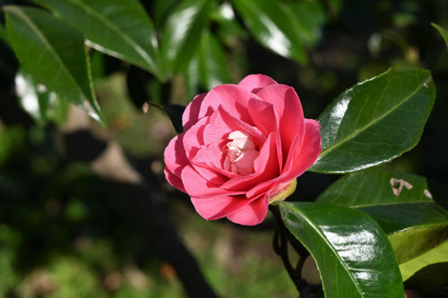 菱唐糸（ひしからいと）