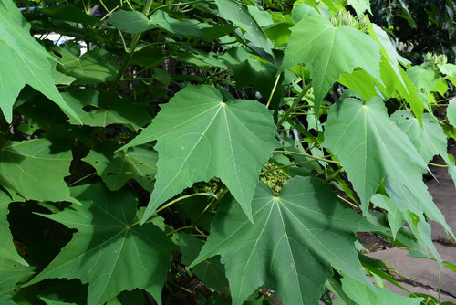 Cotton rose hibiscus,leaves,picture