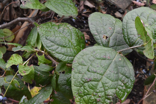 ナツハゼ/ 687 ナツハゼ（夏櫨） - 庭木図鑑 植木ペディア