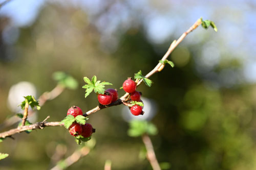 小さな赤い実,植物
