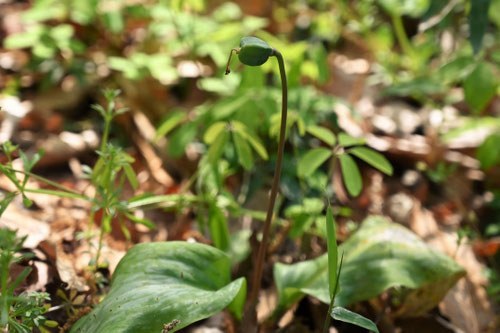 カタクリの花,片栗の実,かたくり