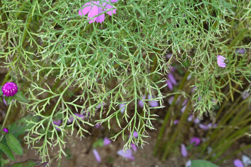 こすもす,植物