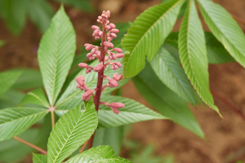 開花時期