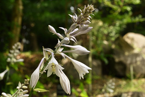 hosta flower