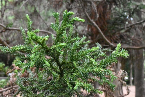 variety of Japanese cedar