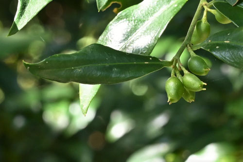 実を食べる,植物,さるここっか