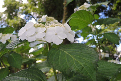 花の色,ガクアジサイ,がくあじさい