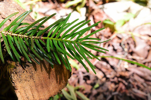 Japanese douglas fir