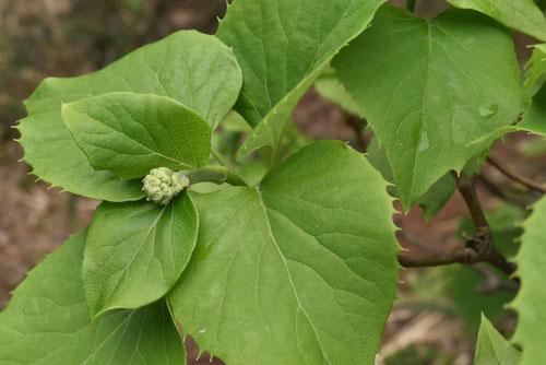 Climbing hydrangea