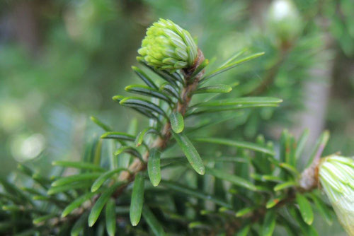 もみの木,モミノキ,もみのき,植物